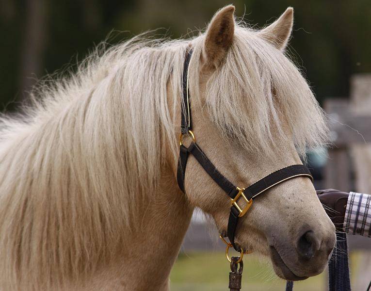 Ljoska von Heidmoor b.jpg